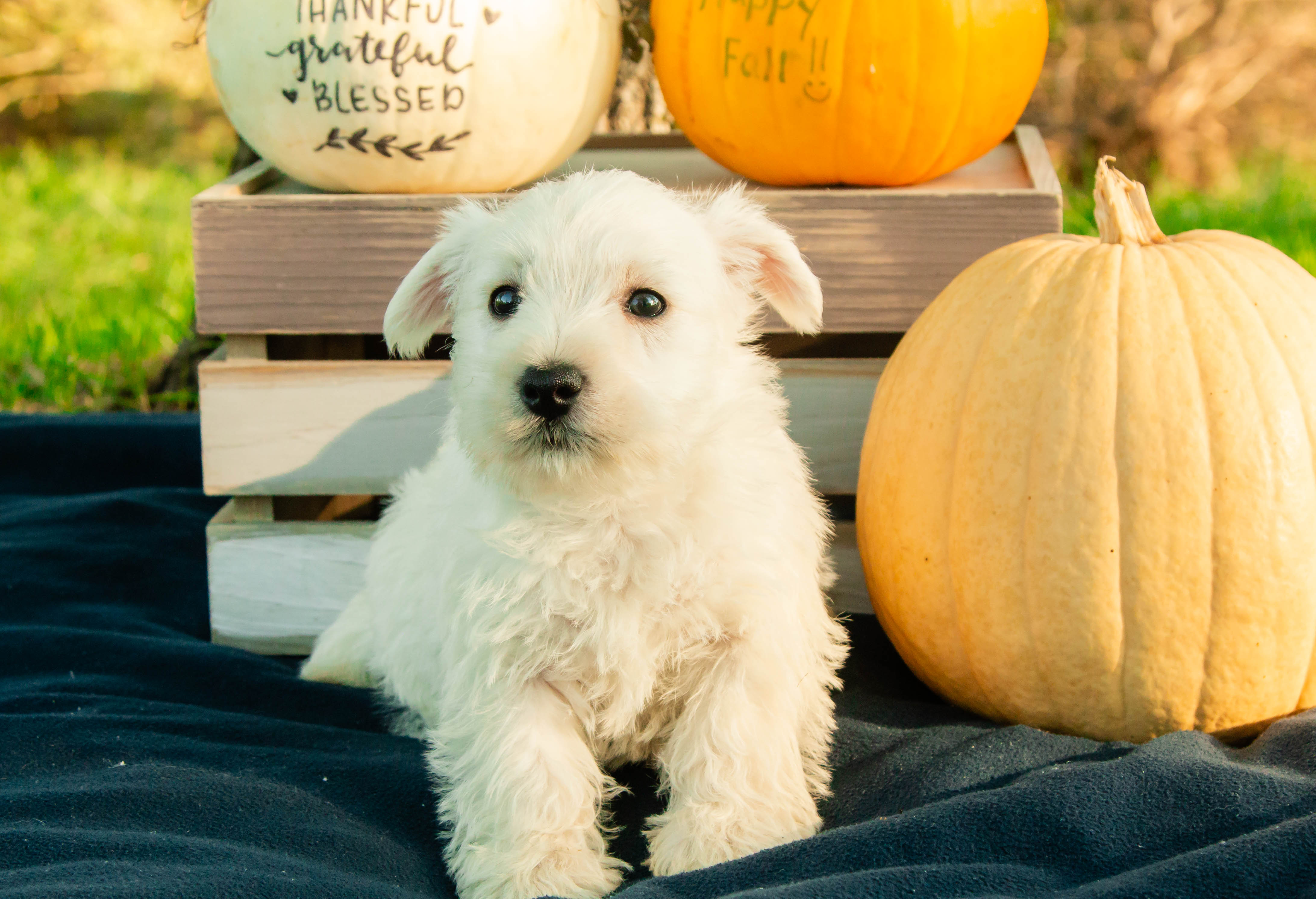 puppy, for, sale, West Highland White Terrier, Amos B. King, dog, breeder, Romney, WV, dog-breeder, puppy-for-sale, forsale, nearby, find, puppyfind, locator, puppylocator, aca